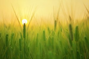 barley field